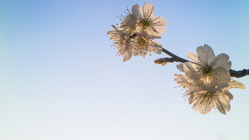 櫻花