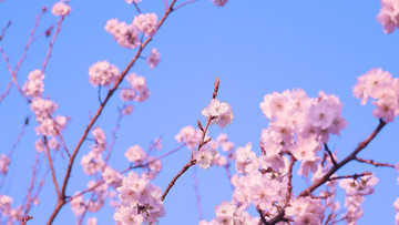 櫻花