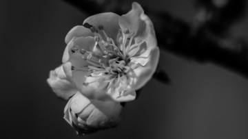 櫻花