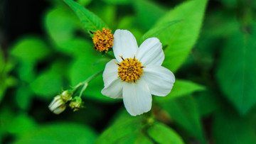 白花鬼針草