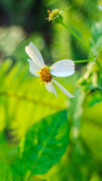 白花鬼針草