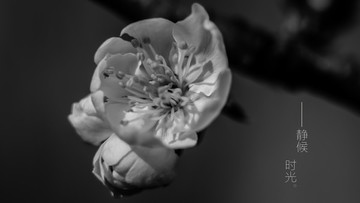 櫻花