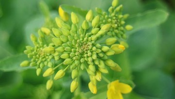 油菜花