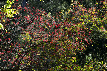 紅豆之北國(guó)