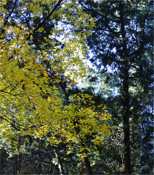 紅葉之香山