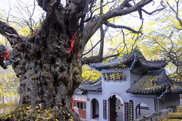 棗莊青檀寺