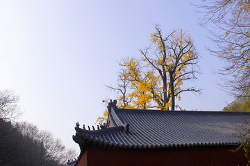 古寺秋色