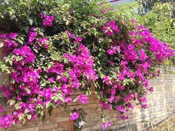 小花