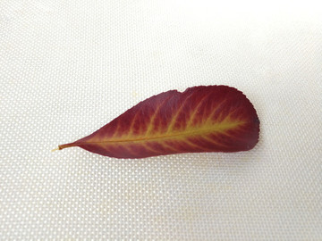 紅心葉