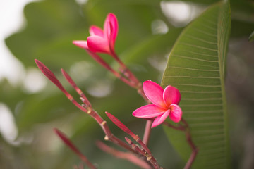 雞蛋花