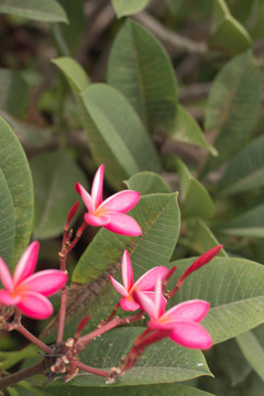 雞蛋花