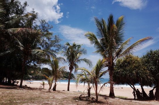 泰國海灘沙灘椰樹樹木