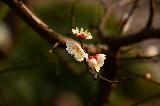 梅花