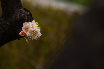 梅花