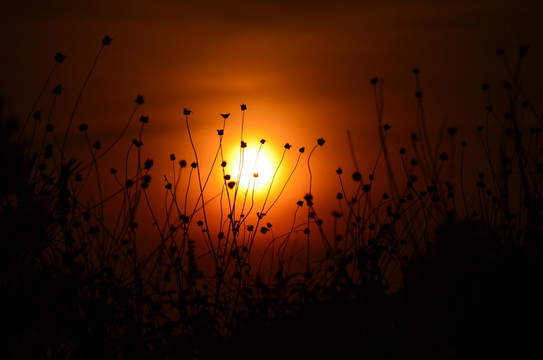 夕陽(yáng)