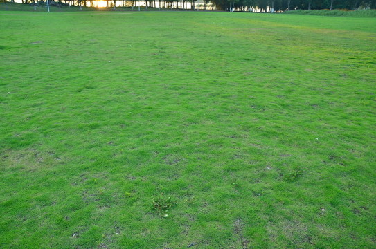 草地