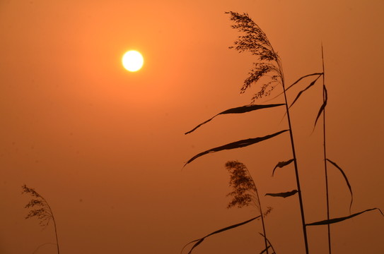 夕陽