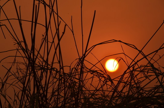 夕陽(yáng)