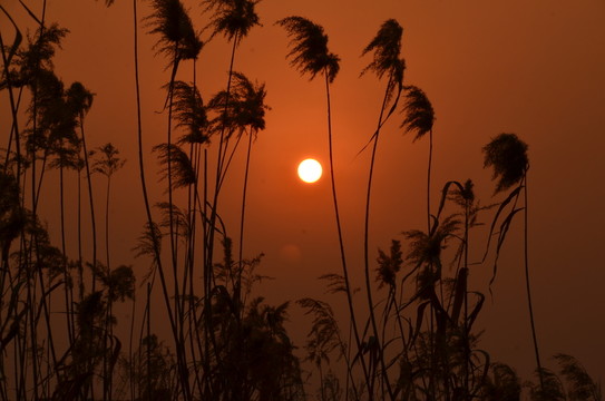 夕陽(yáng)