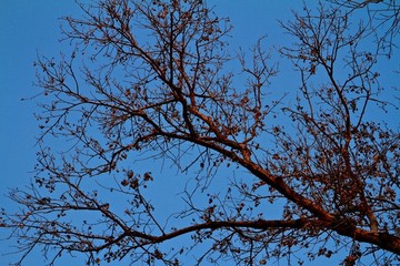 夕陽下的樹枝