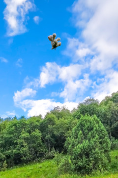 天空中飛翔的玩偶羊