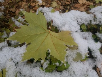 雪中梧桐葉