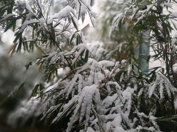 雪落竹葉