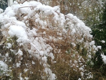 雪落紅柳