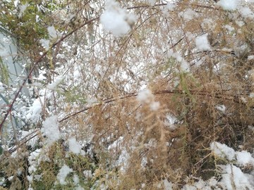 雪落紅柳