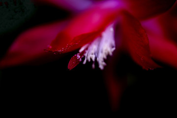 花蕊