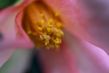 花蕊