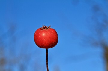 山里紅
