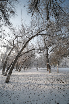 冬雪