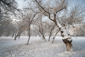 冬雪