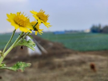 初冬野菊花