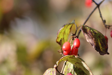 山茱萸