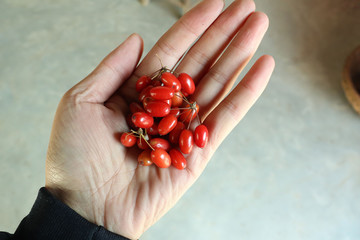 山茱萸