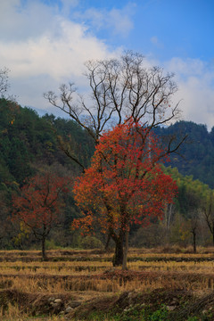 圣人堂紅葉