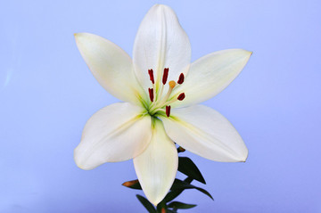百合花特寫