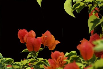 紅色勒杜鵑