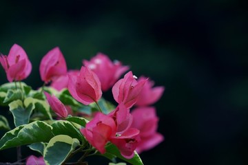 勒杜鵑三角梅
