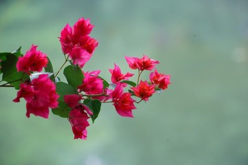 勒杜鵑三角梅