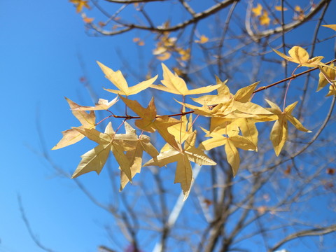 黃色楓葉
