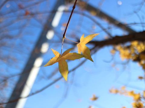 楓葉