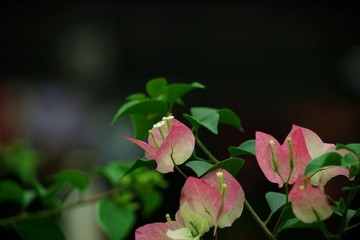 勒杜鵑三角梅