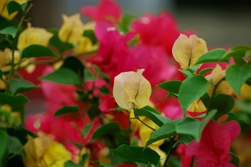 勒杜鵑三角梅