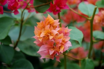 勒杜鵑三角梅