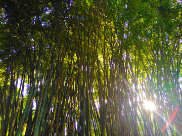 竹林
