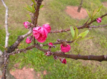 桃花