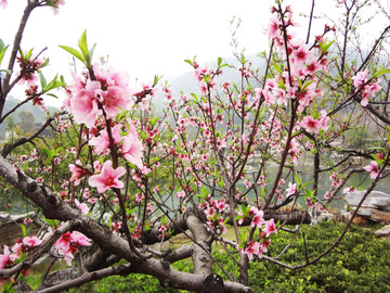 桃花